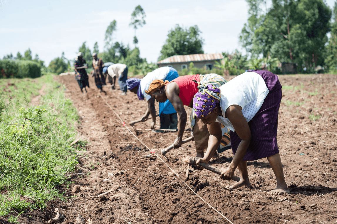 Farmers in the field